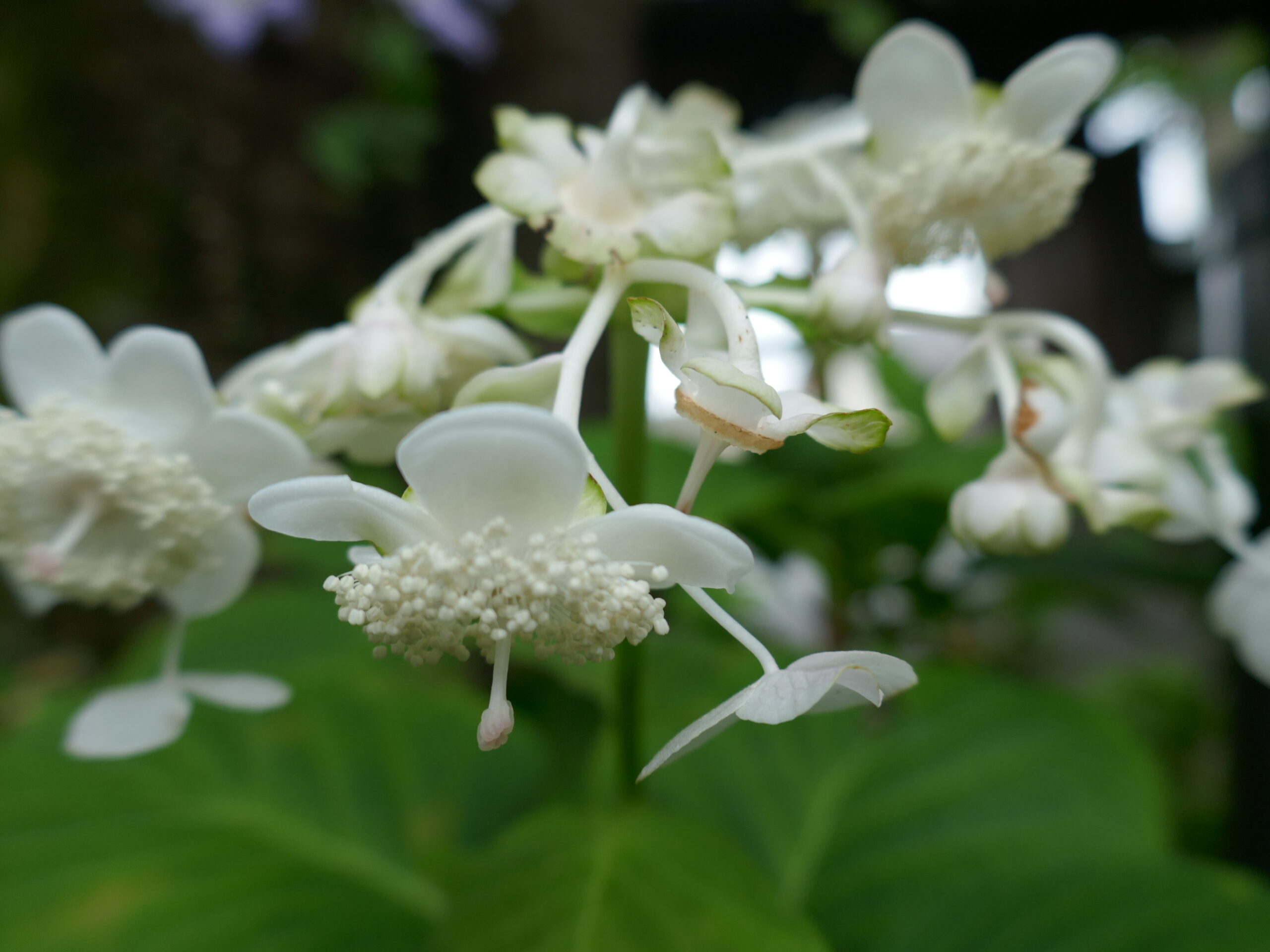 6/15 耕心館 山野草 - 耕心館