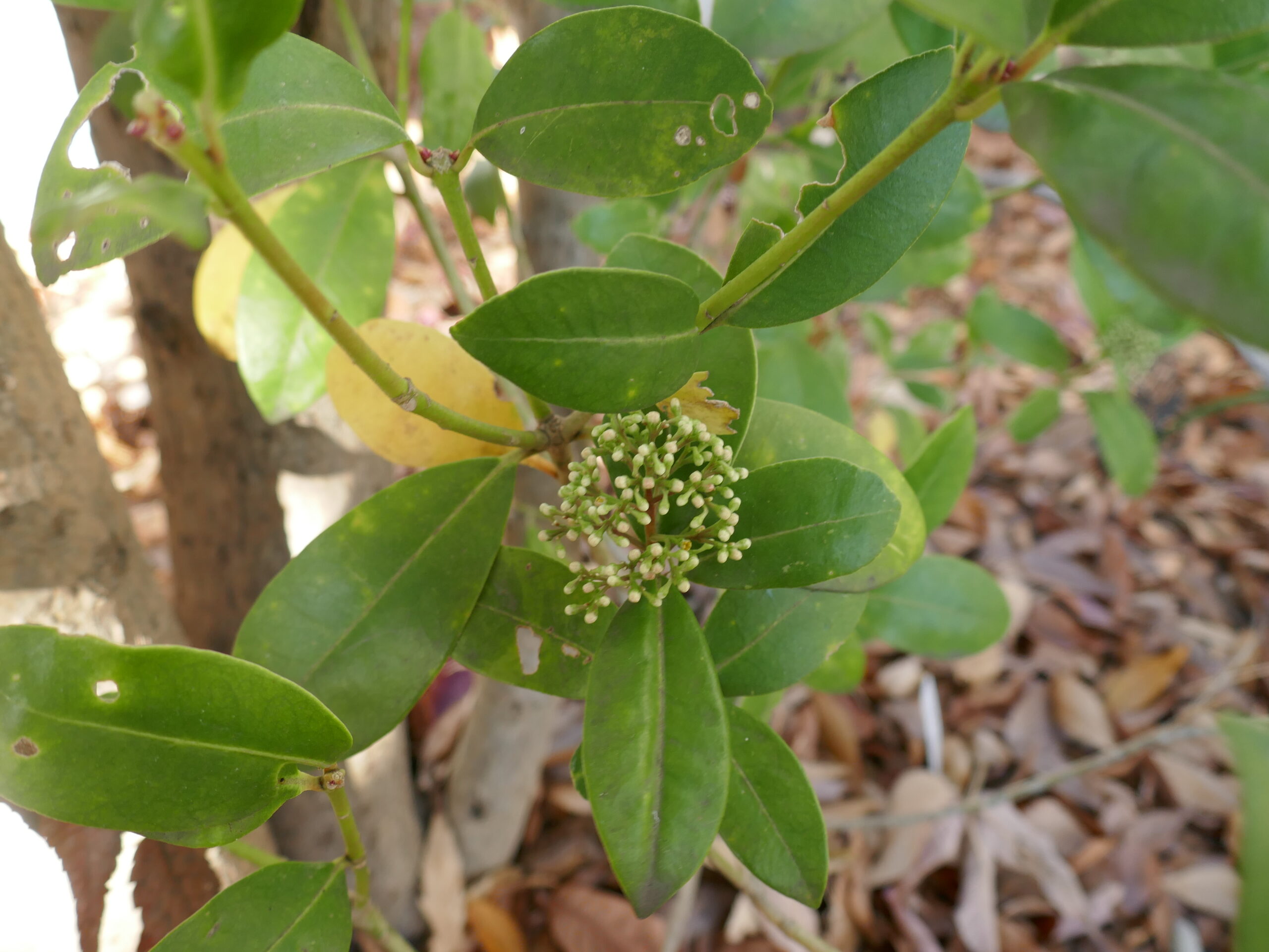 11/29 耕心館 山野草 - 耕心館
